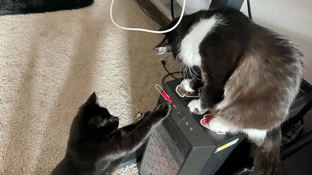 Cats attacking a plugged-in USB stick