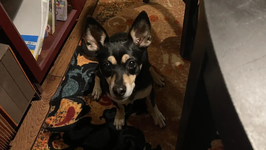 An extremely attentive black chihuahua mix dog seated next to the dining room table looking up at you with wide eyes and radar ears