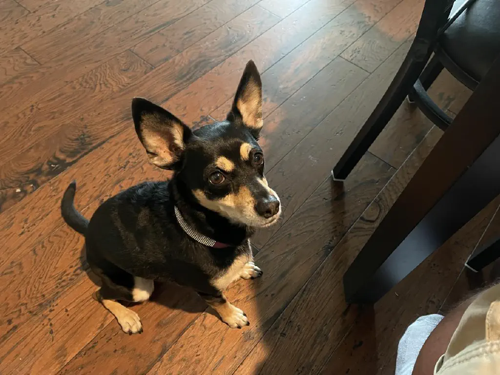 A black chihuahua mix dog look attentive and alert at my left