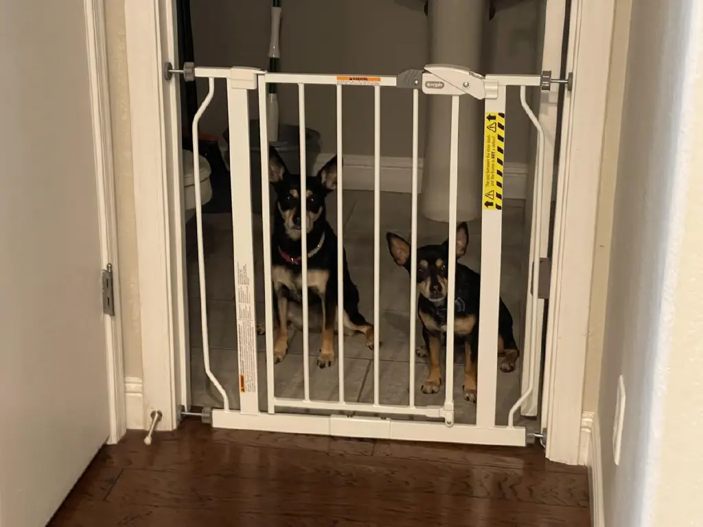 Two black chihuahua mix dogs look indignant from behind a baby gate.