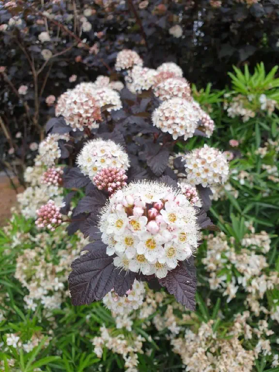 small flowers growing in bunches on a branch