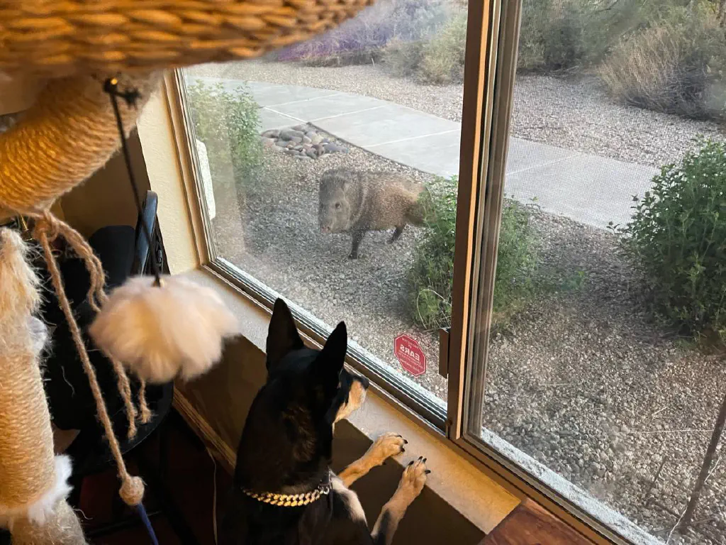 Black chihuahua mix dog and javelina stare at each other through a large window