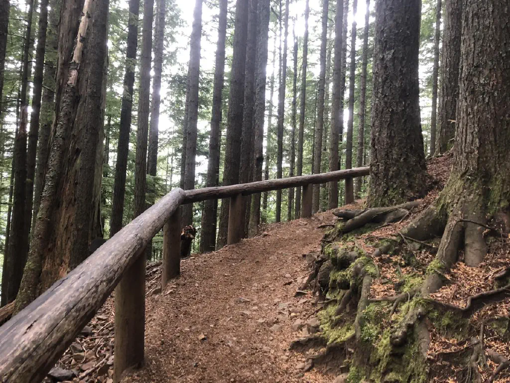 Wood railing oblong a dirt path surrounded by towering evergreen trees