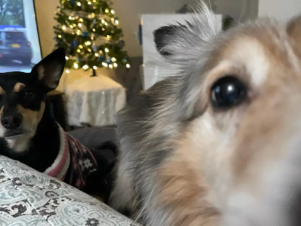 Extreme closeup of dogs getting in front of the camera