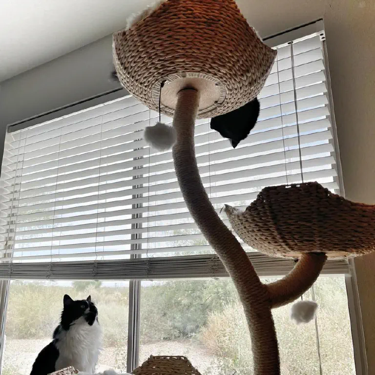 A cat in the top seat of a tall cat tree leaning over and looking down at another cat, who’s looking up at him attentively. 