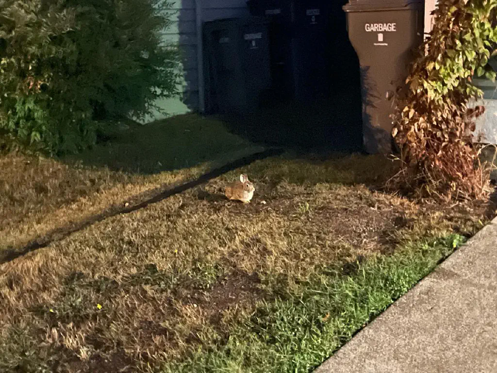 Tiny bunny rabbit on a patch of grass between two suburban houses