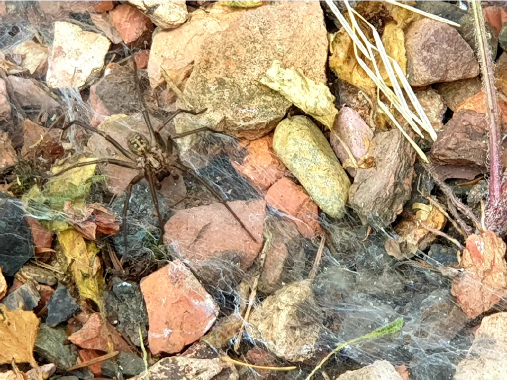 healthy wood spider on rocks