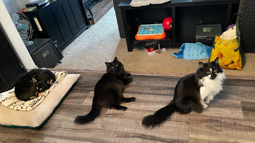 A black chihuahua mix curled on her bed, next to a black cat laying on the floor and looking at the camera, next to a black and white cat sitting on the floor and looking at the camera