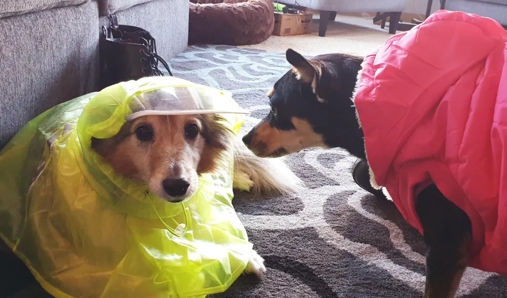 Dog in raincoat looks straight at camera