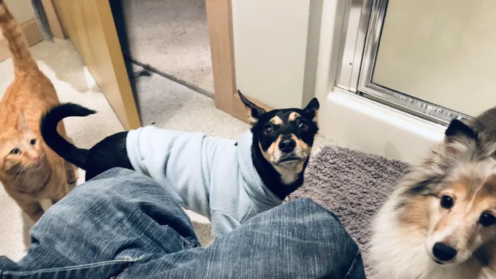 Cat and two dogs in a small bathroom with me