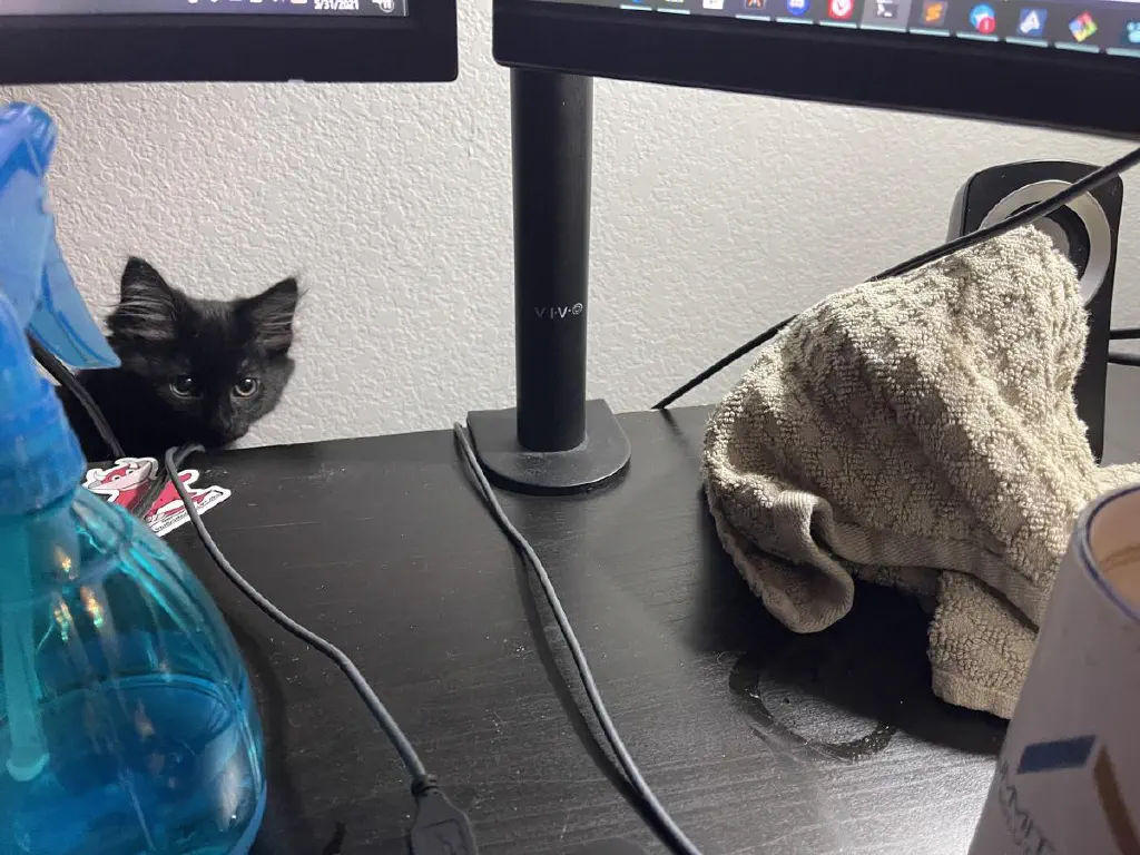 Tiny black kitten curiously pops his head up from behind a desk