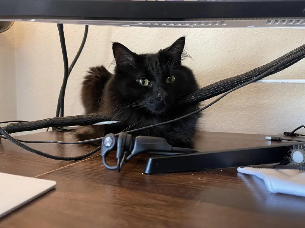 Black cat resting on the desk behind a computer monitor, looking at the camera with his chin on sturdy support provided by wrapped cables cables