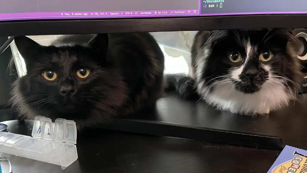 Two young cats stare at camera from underneath a monitor