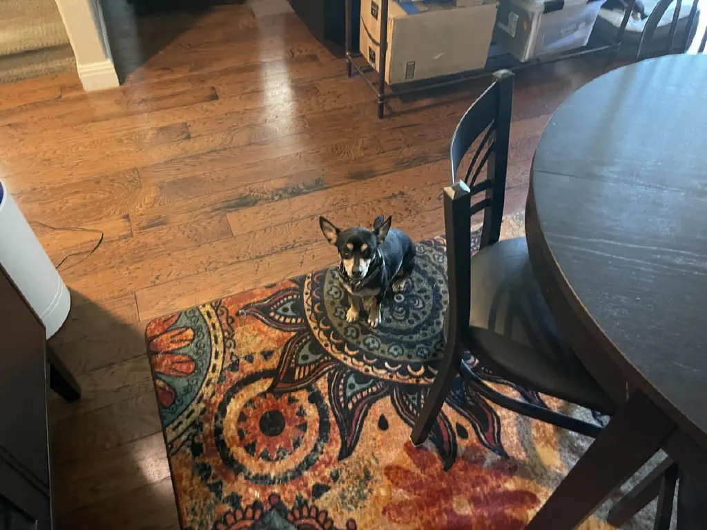 A black chihuahua mix dog sitting on the floor looks up at you, looking somewhat bemused and very small from this angle. 