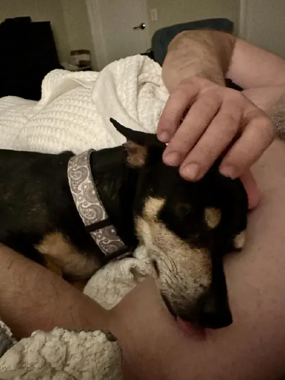 Extremely contented black chihuahua mix dog resting on a person’s arm receiving head skritches. Tongue blep visible.