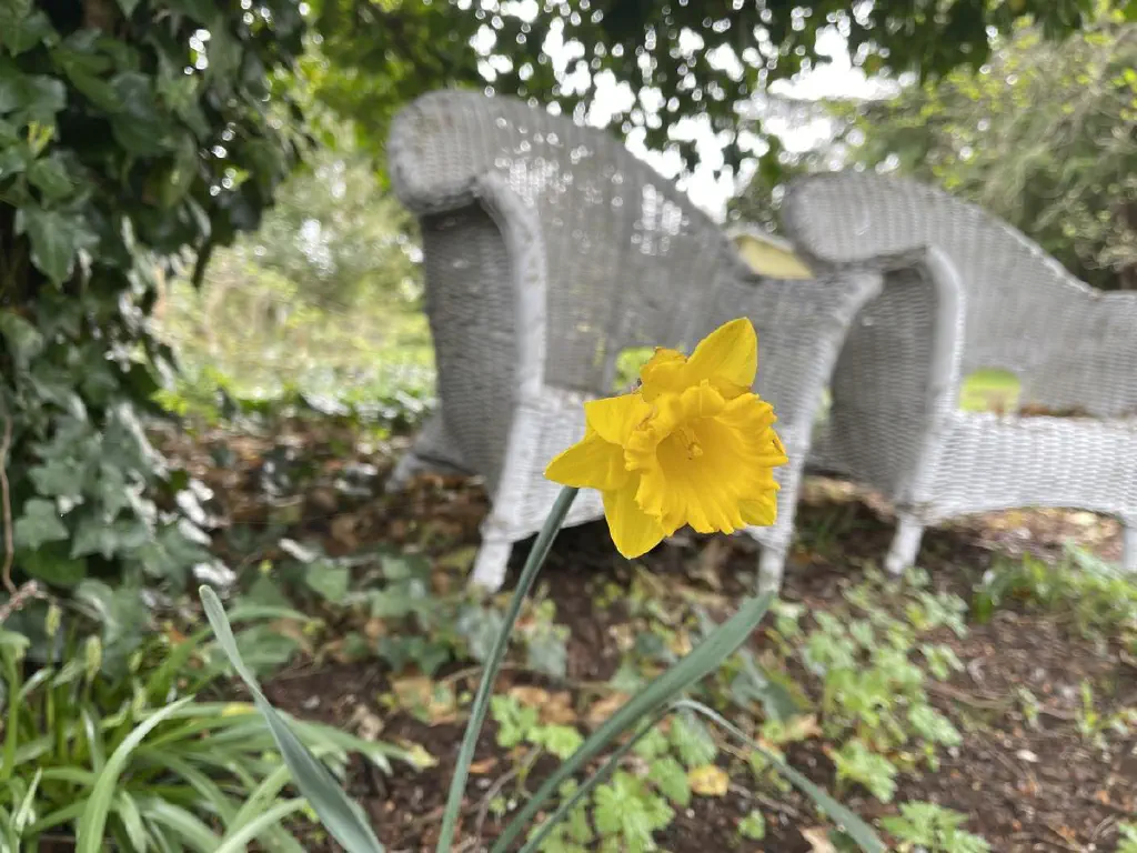 A daffodil I’m front of a lawn chair