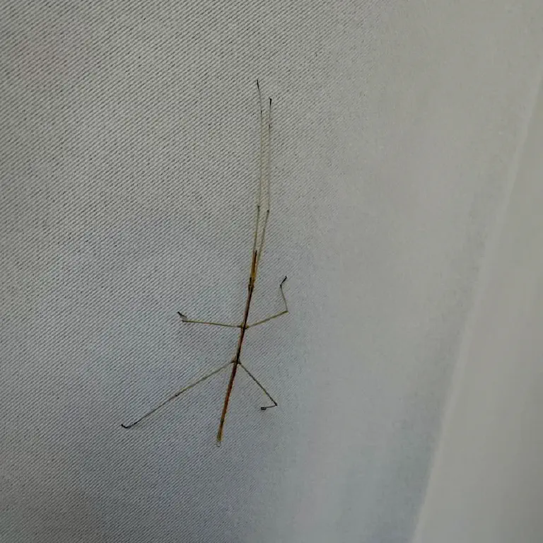 A bug that looks like a stick, hanging onto a curtain
