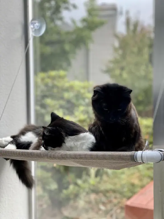 More kitty lounging