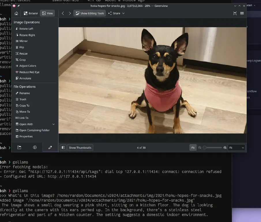 KDE image viewer showing a photo of a dog, matching the description provided by the model. Behind the image viewer is a terminal showing the interactive ollama session containing the description