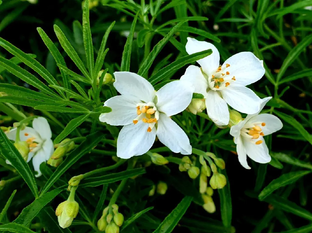Close up of small white flowers