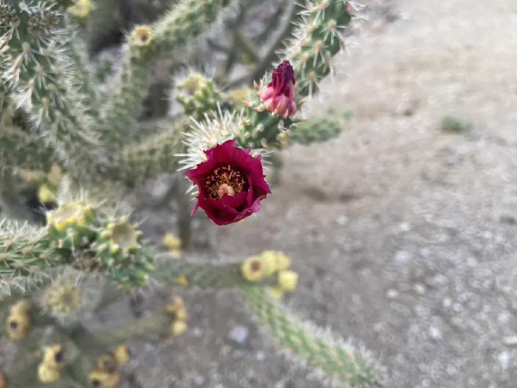 Red flower bud on a cactus