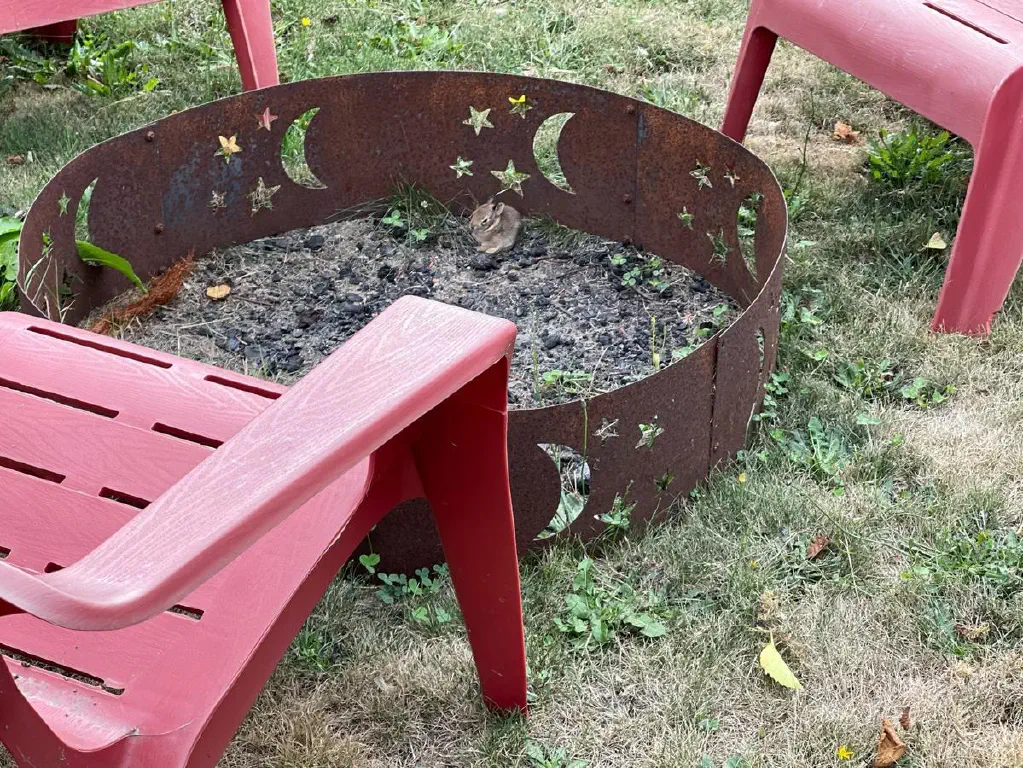 Tiny baby bunny in a steel-rimmed fire pit