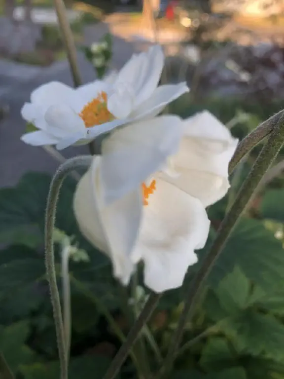 Two white flowers