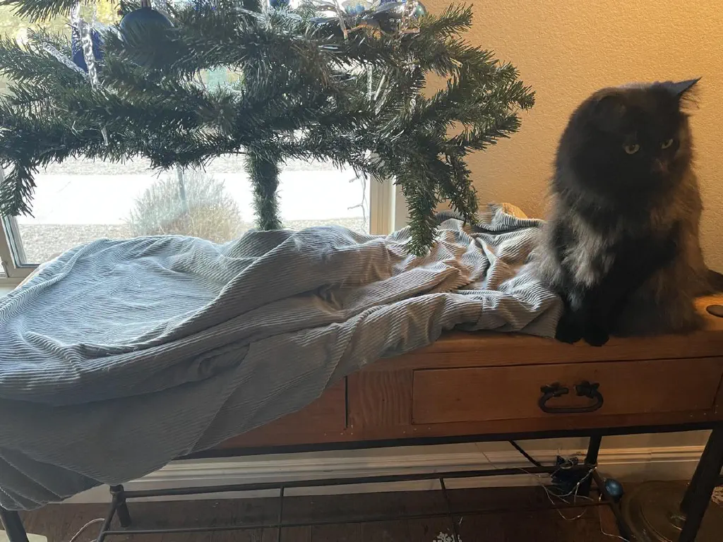 Black cat sits casually next to a nearly bare Christmas tree