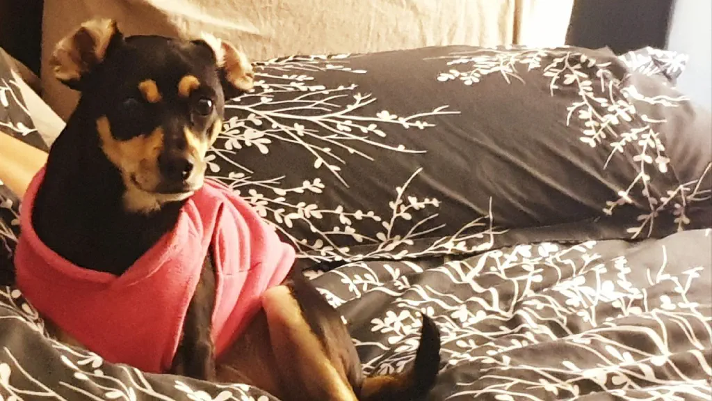 Small dog in bed with ears flipped inside out.