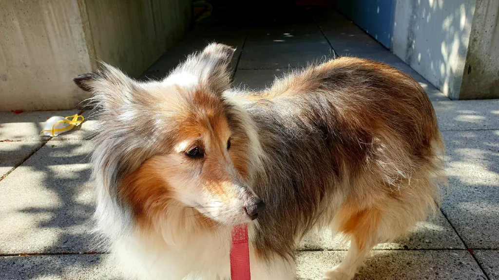 Sad-looking Sheltie