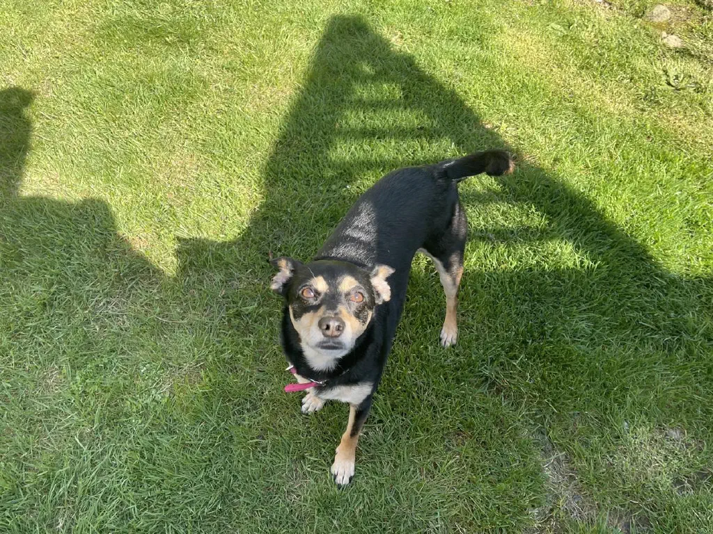 A small dog looks hopefully up at you while standing on a green lawn, with the sun in its eyes