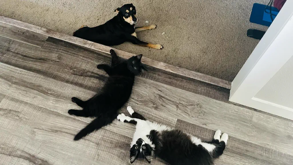 Two cute playful kittens and one cute nervous dog, all looking at the camera
