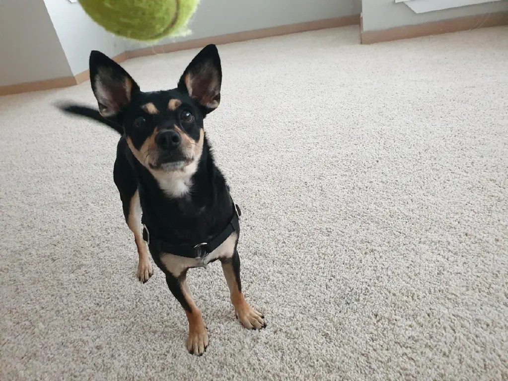 small dog waiting for ball to be thrown