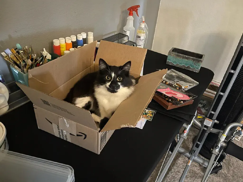 A cat laying in a box