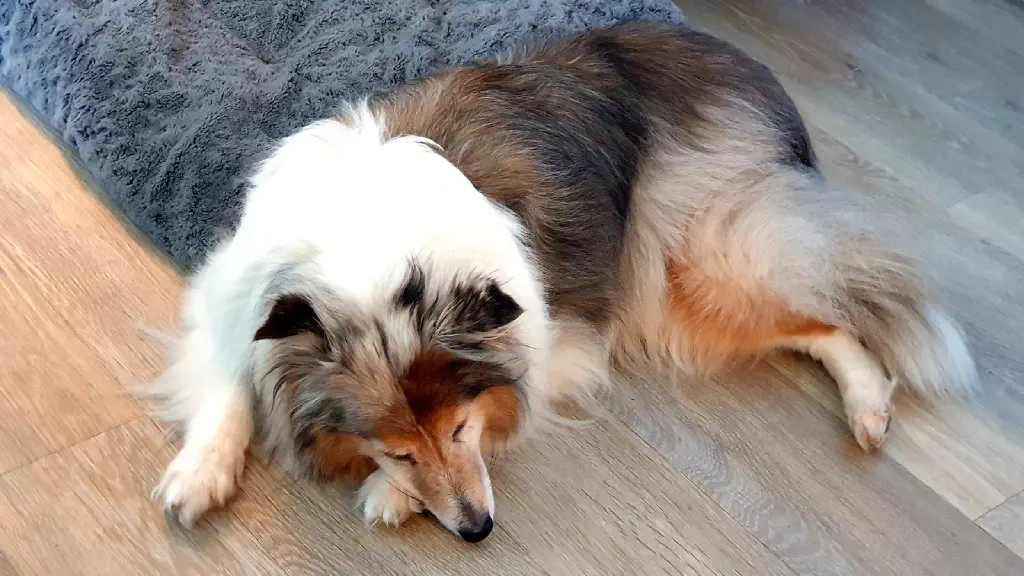 Sleeping sheltie dog
