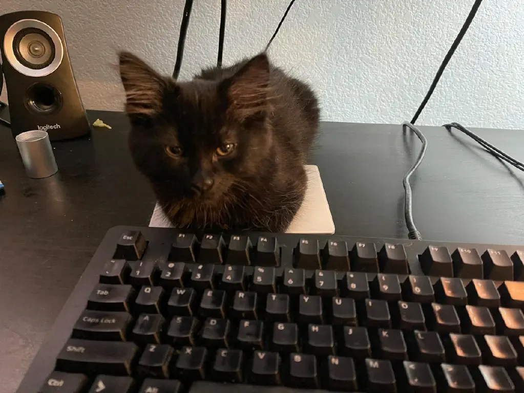 Small black kitten relaxing behind my keyboard