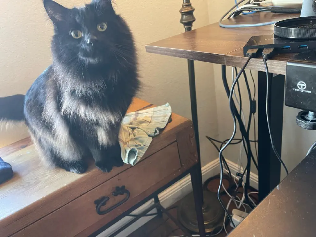Black cat looks at you expectantly, sitting next to the USB cable which is still intact so far