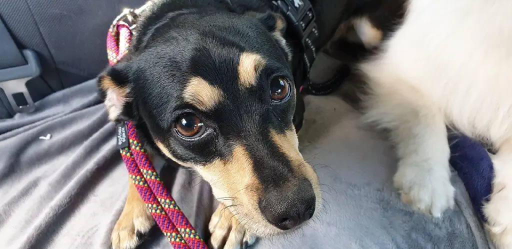 guilty-looking dog