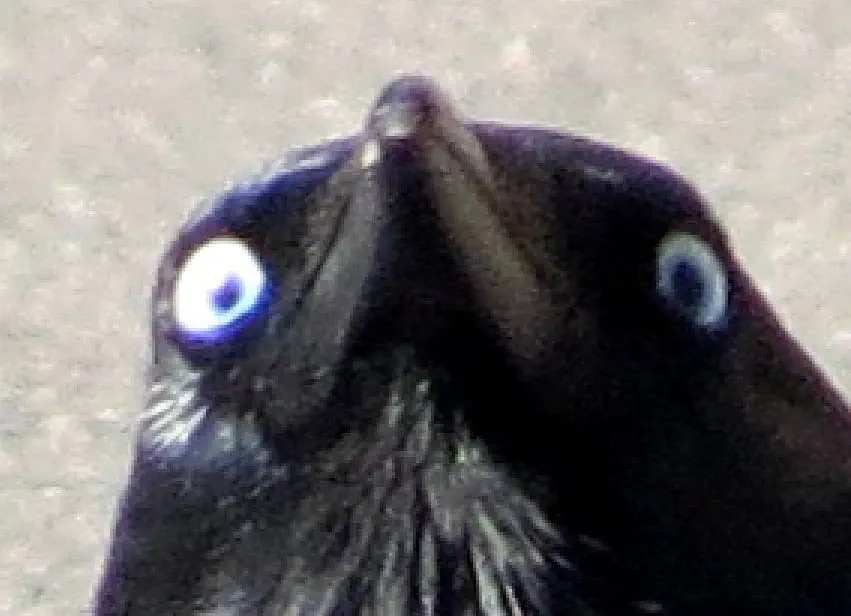 extreme close-up of crow looking at camera