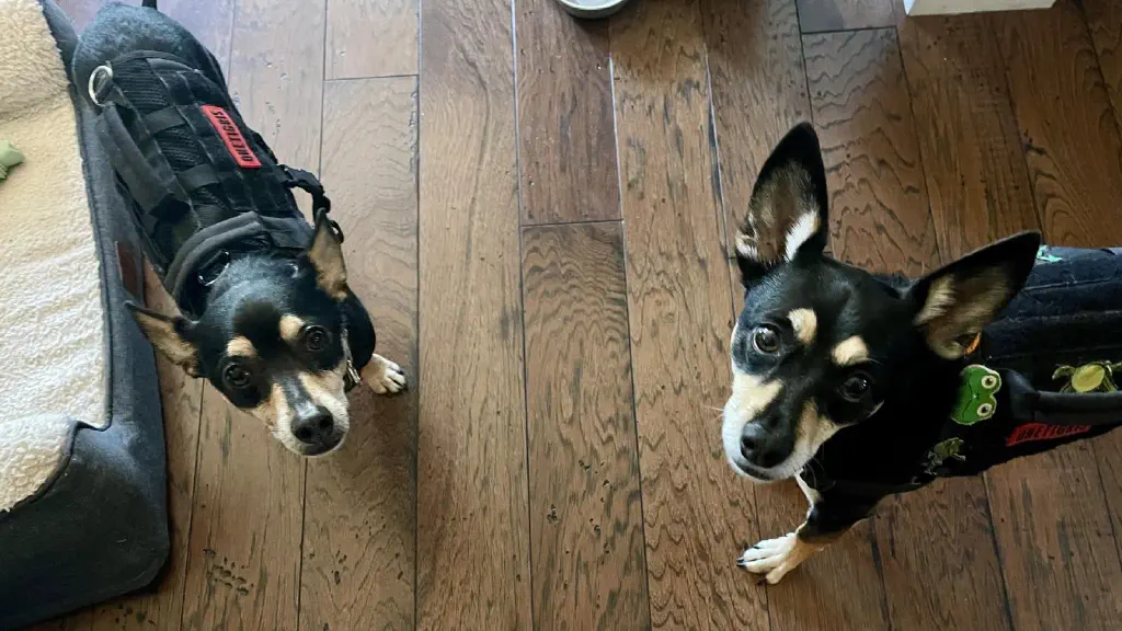 Two black chihuahua mix dogs in harnesses for walking look up expectantly at the camera. 