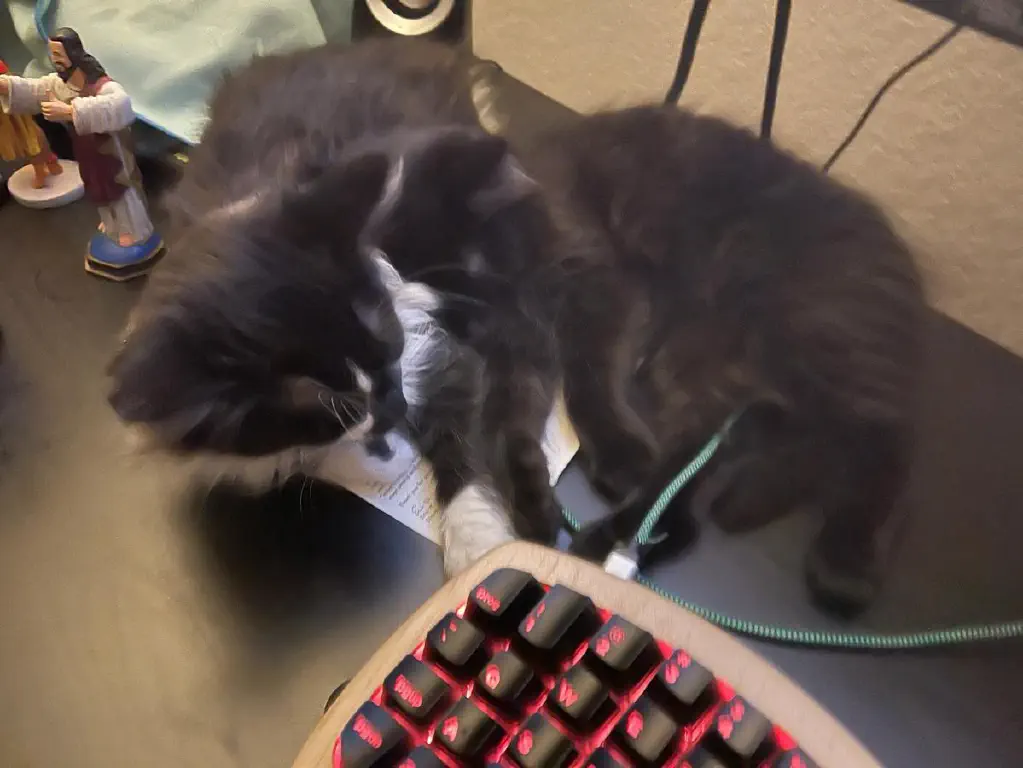Kittens napping next to keyboard with backlit keys.