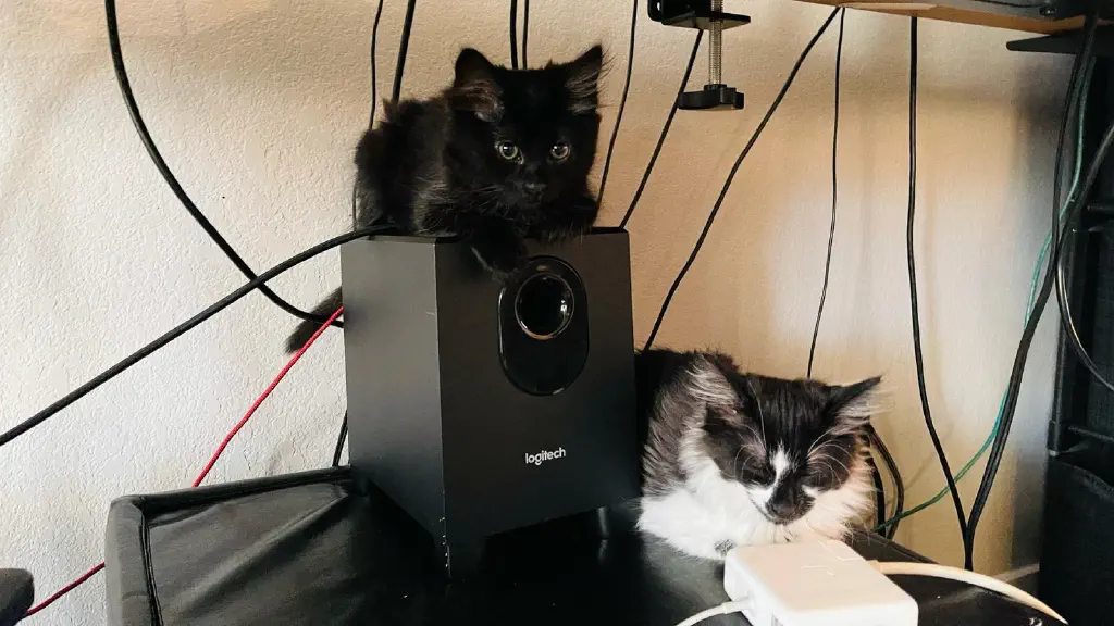 Kittens laying on or near a subwoofer. Computer cables surround them.