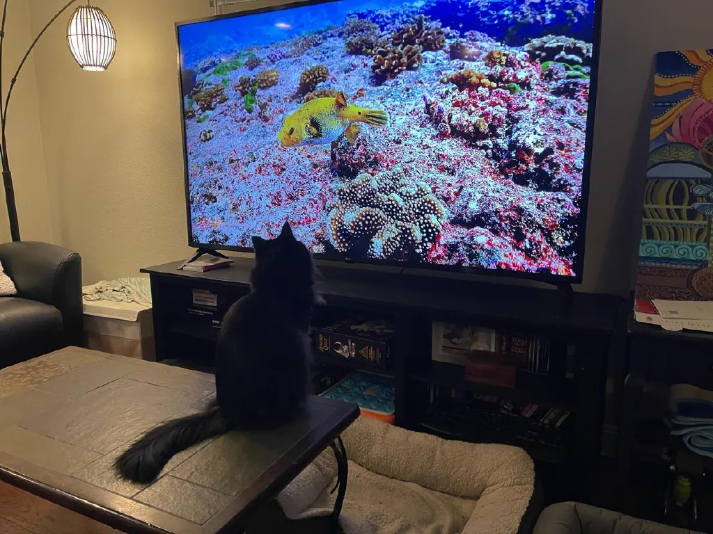 Black cat watching a big screen with an underwater scene