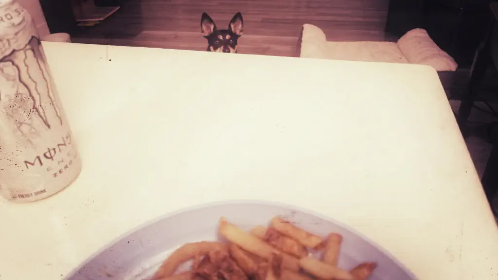 Small dog with large ears stares intently at you while from near a table that holds a plate of fries. 