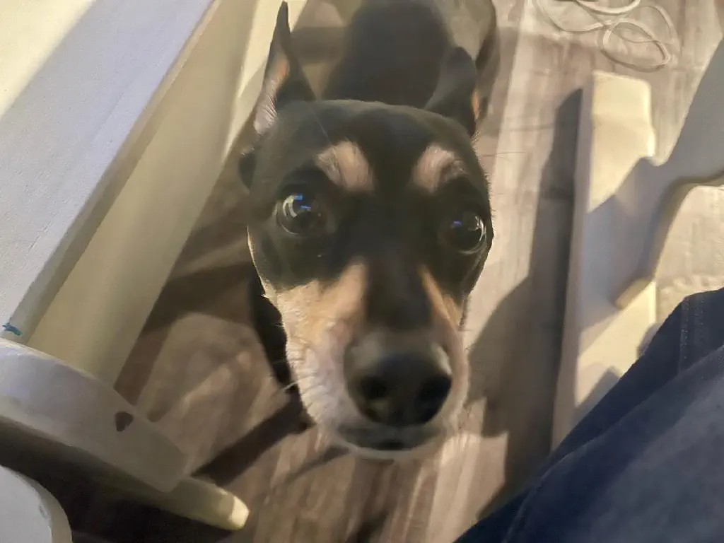 Small dog looking scared at the camera