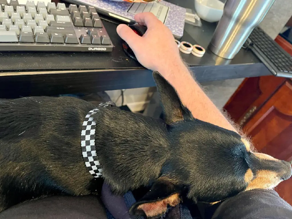 Black chihuahua mix dog sleeps in my lap, with head stretched out to rest on my arm that is trying to use the computer.