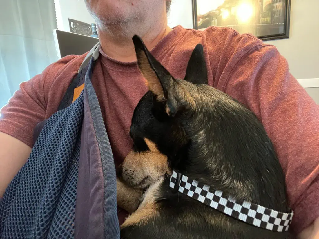 Black chihuahua mix dog curled up and napping in a baby sling worn by a scruffy geek
