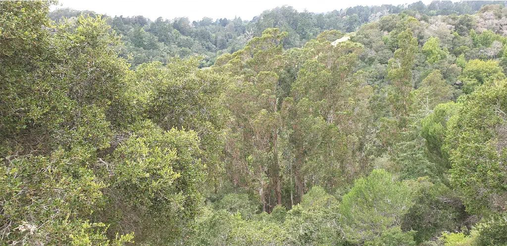 trees