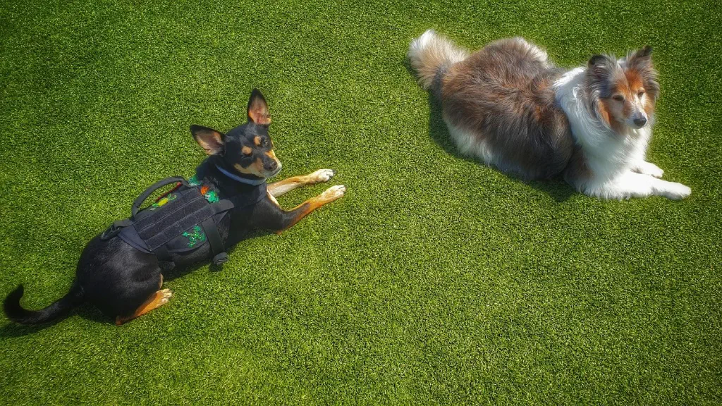 Dogs laying on green artificial turf in sunshine
