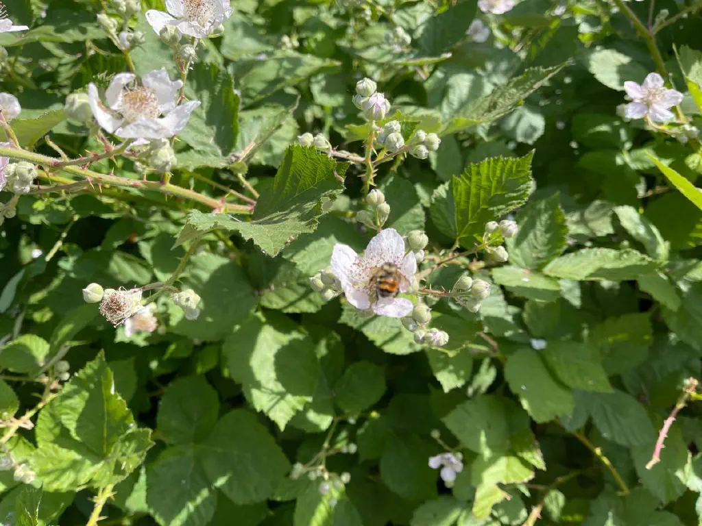 A bee collecting pollen from a blackberry flower